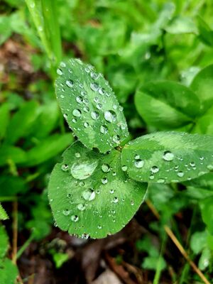 Green leaves with water droplets on