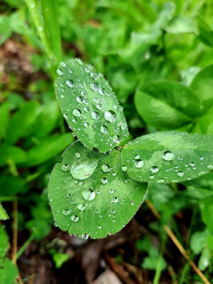 Green leaves with water droplets on