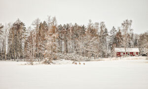 The image depicts a serene winter landscape. A red wooden house sits nestled at the edge of a forest, surrounded by snow-covered trees. The ground is blanketed in a thick layer of snow, creating a peaceful and quiet atmosphere. A group of deer is visible in the snowy field, adding a touch of life and movement to the otherwise still scene. The trees in the background, with their bare branches lightly dusted with snow, form a natural frame for the house. The overall mood is calm and idyllic, evoking a sense of winter tranquility.