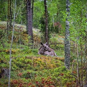 A moose is laying down on a mossy patch surrounded by trees in the forest