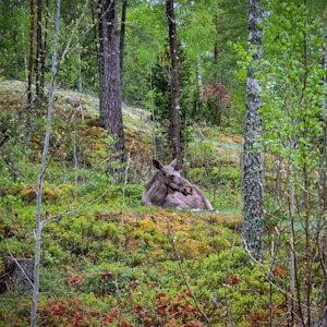 A moose is laying down on a mossy patch surrounded by trees in the forest