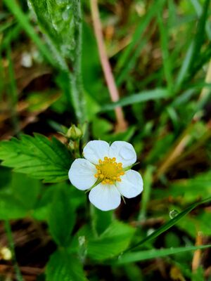 While flower of the Wild Strawberry plant against green leaves.