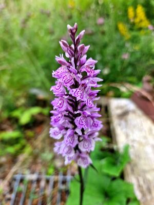 A Common Spotted Orchid with pinkish-purple flowers, featuring darker spots and unique patterns on the petals, growing in a meadow background.