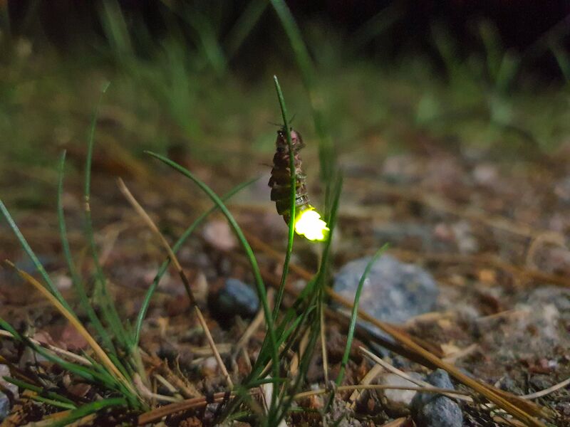 File:Glow-worm.jpg