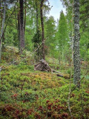 A moose is laying down on a mossy patch surrounded by trees in the forest