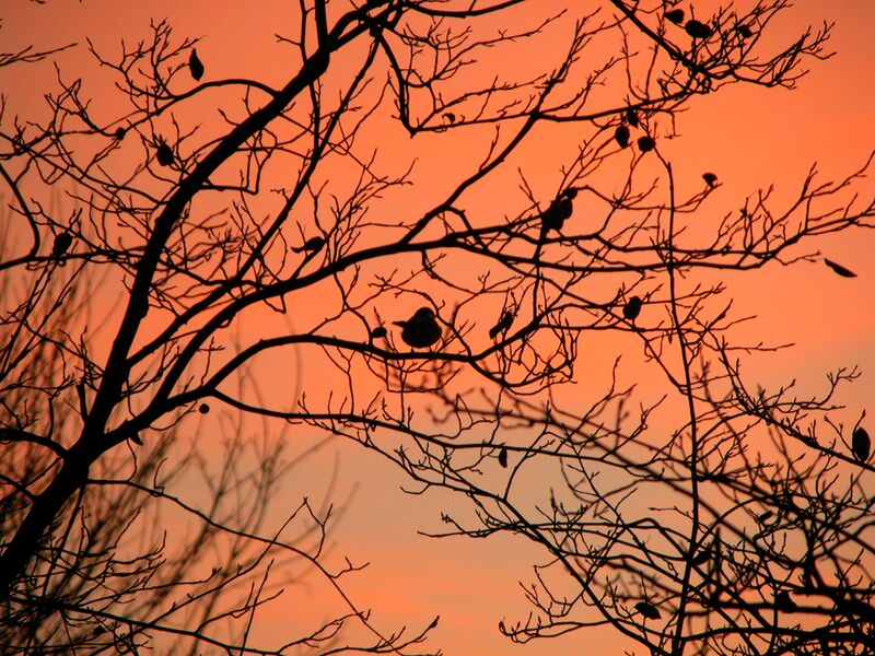 File:Bird in tree with red sky.jpg