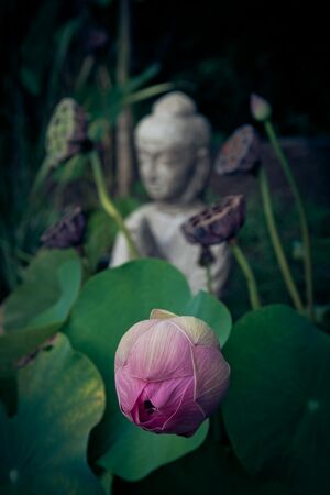 a photograph of a Lotus bud with a buddha statue in the background