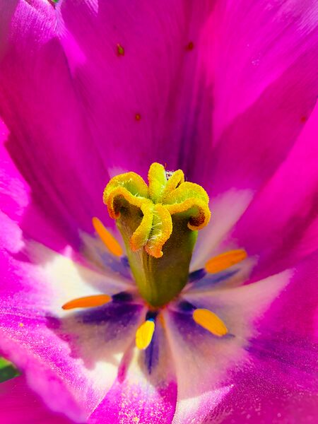 File:Tulip.jpg